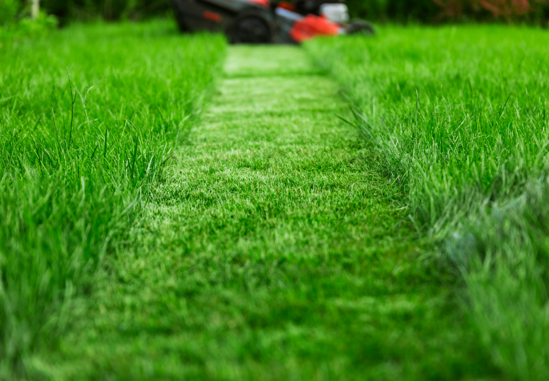 Lawn Care for Clearwater Beach