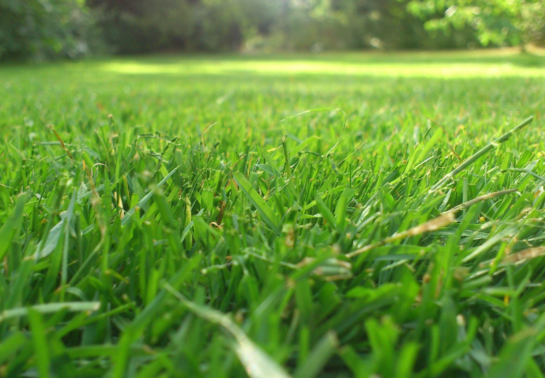 St. Augustine Grass Care in Clearwater