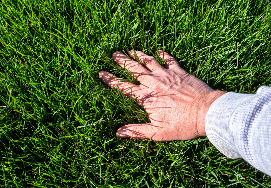 Irrigation Mastery for Summer Lawn Survival