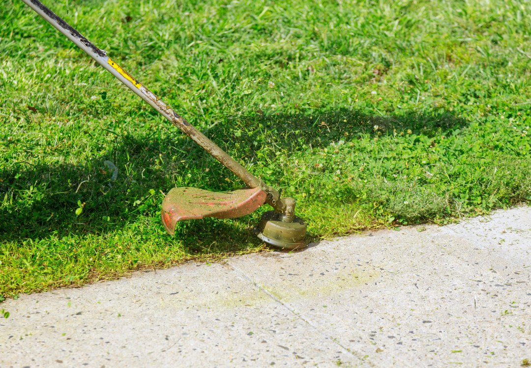 Protecting Your Lawn from Summer Pests